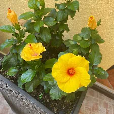 Bed & Breakfast Toscana Panzio Zalacsány